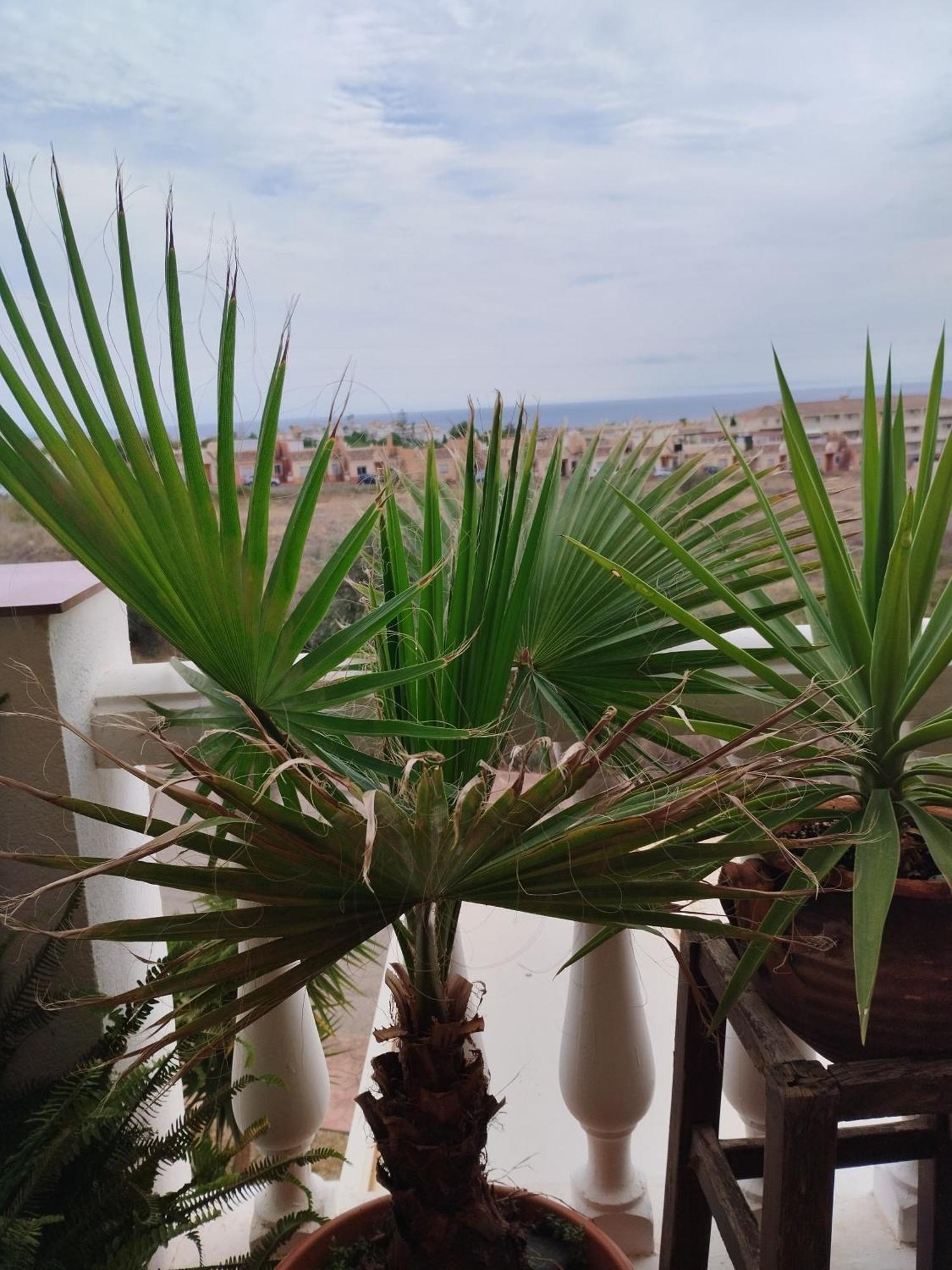 Casa Carino Apartment Torrox Luaran gambar